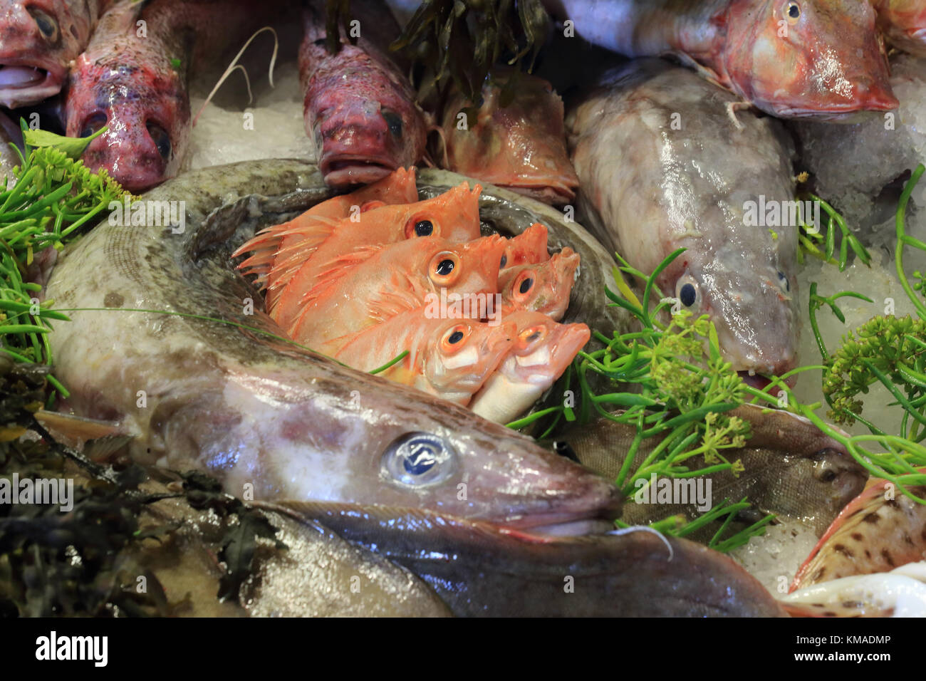 Misto di pesce specie in un pescivendolo display, Cornwall, Inghilterra, Regno Unito. Foto Stock