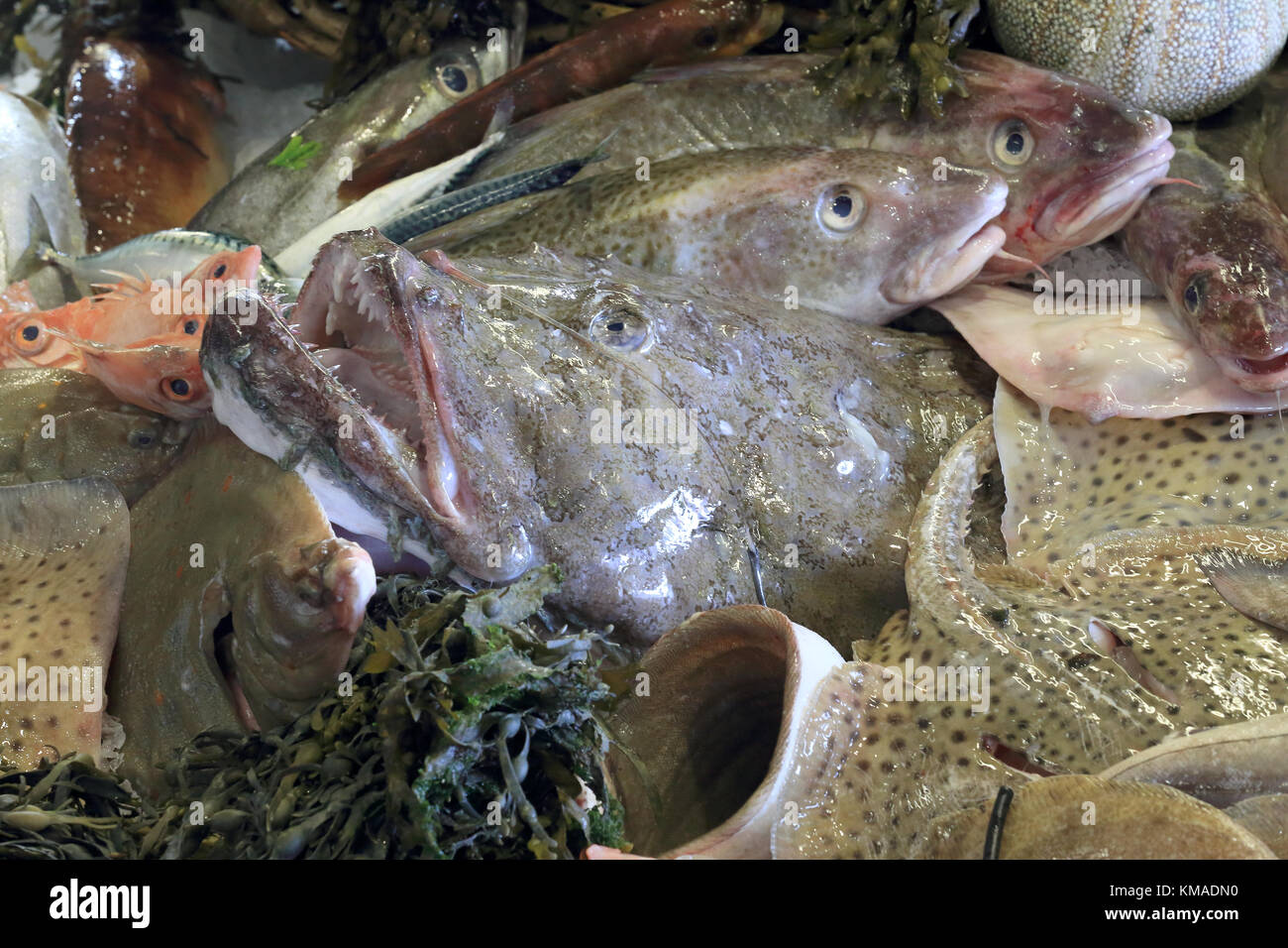 Misto di pesce specie in un pescivendolo display, Cornwall, Inghilterra, Regno Unito. Foto Stock