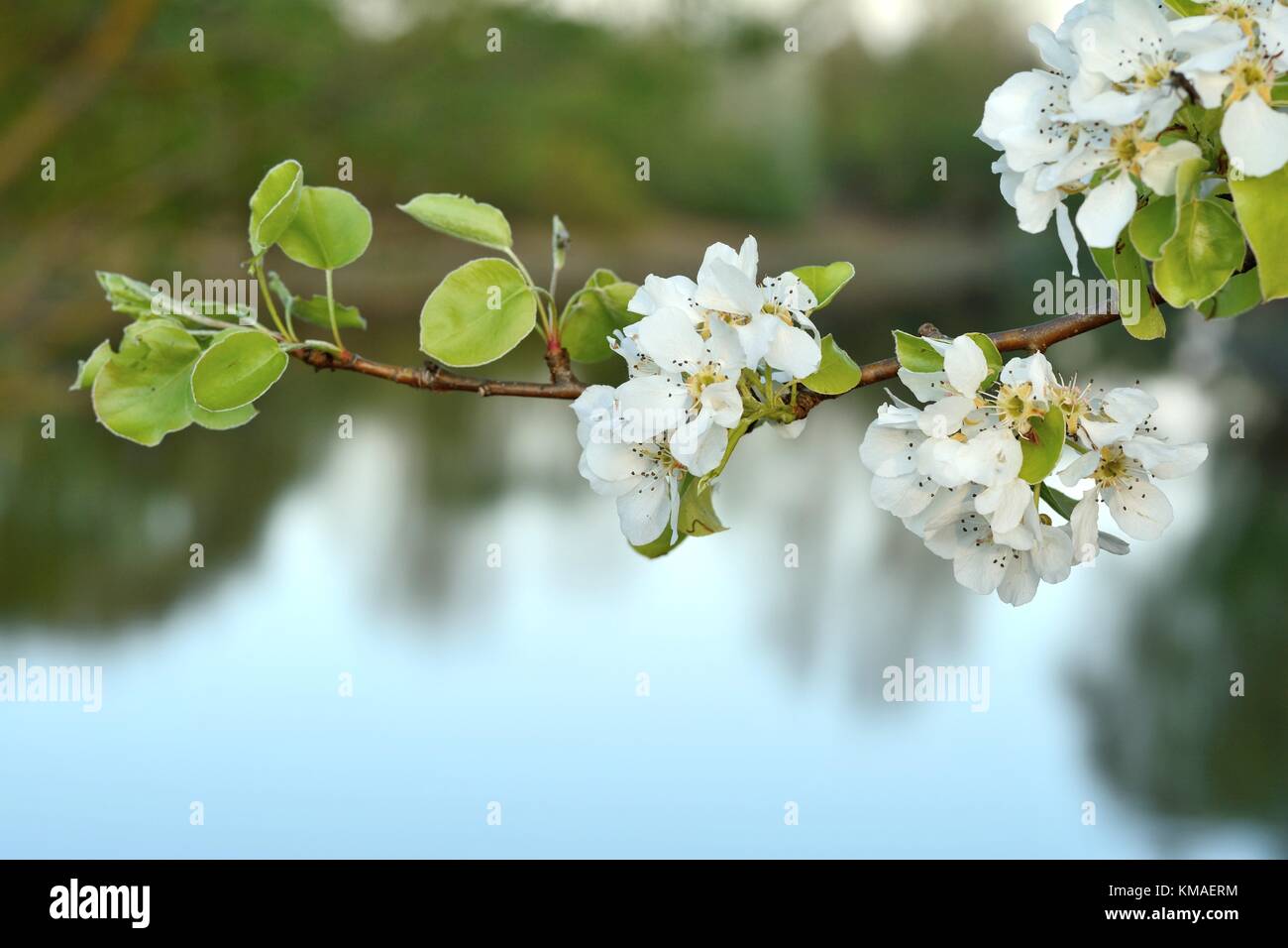 Pero selvatico (lat.: Pyrus communis) fiore in primavera Foto Stock
