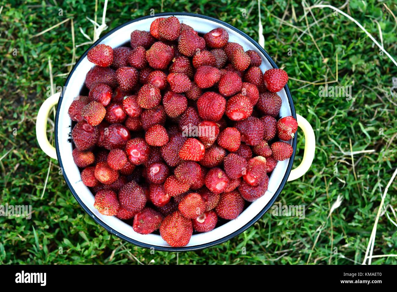 Appena raccolte le fragole organico Foto Stock