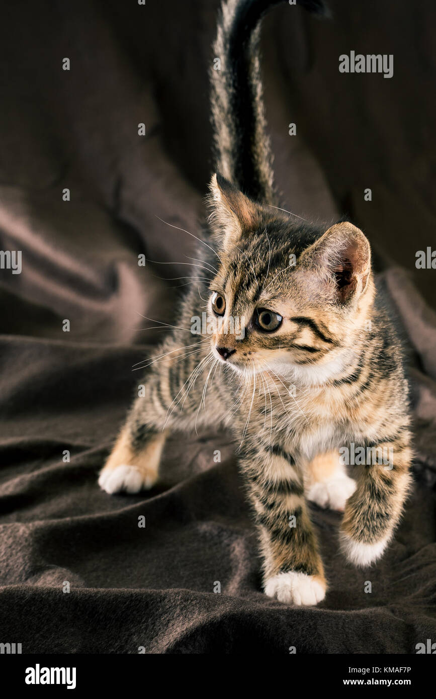 Foto verticale di coloratissimi gattino camminando sul marrone scuro  coperta. Il pelo di gatto è striato