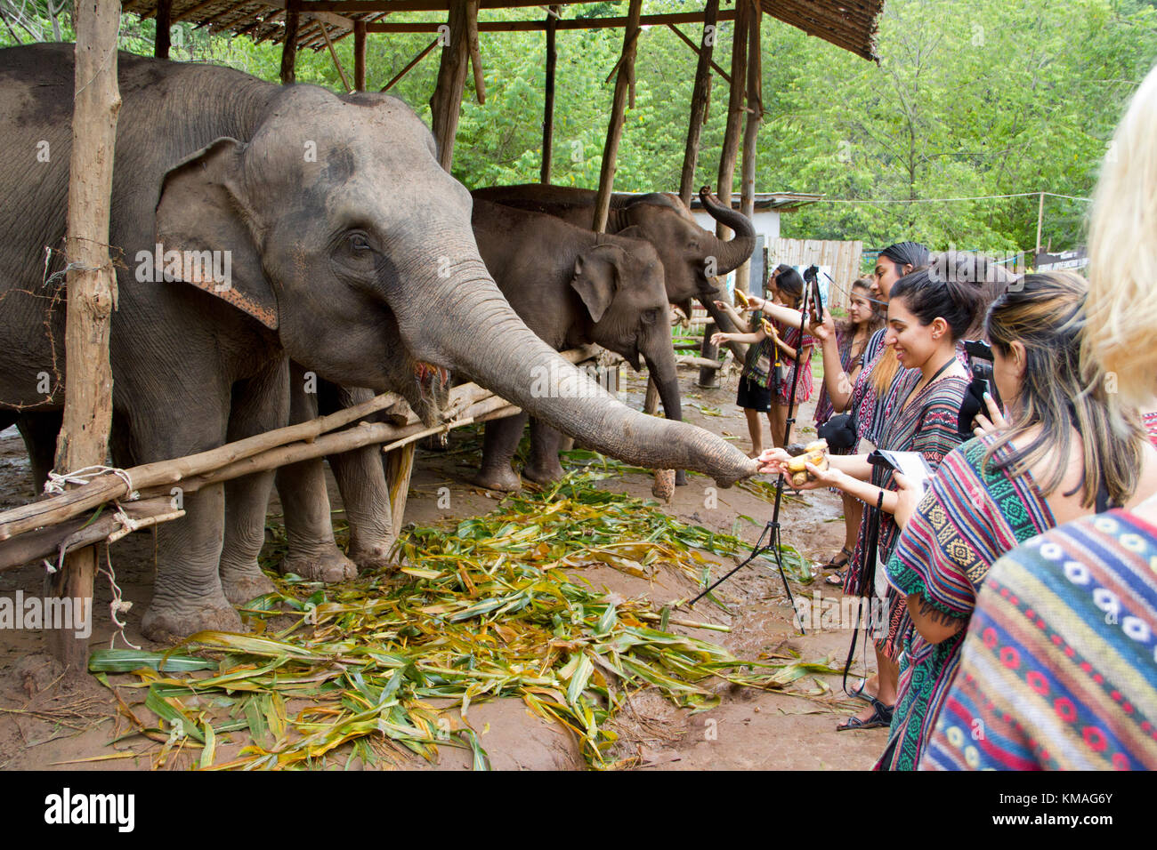 Ai visitatori di interagire con gli elefanti in corrispondenza di un elefante santuario in chiang mai. vi è una tendenza verso un non-equitazione santuari di elefanti in Thailandia dove vi Foto Stock