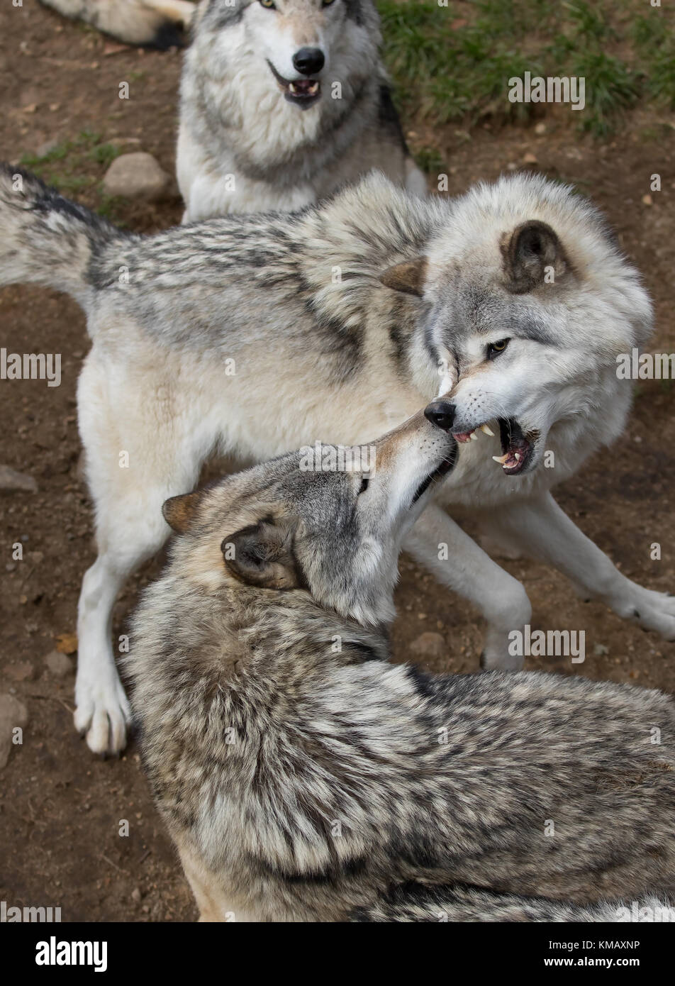 Legname lupi o lupo (Canis lupus) giocando con ogni altro in autunno in Canada Foto Stock