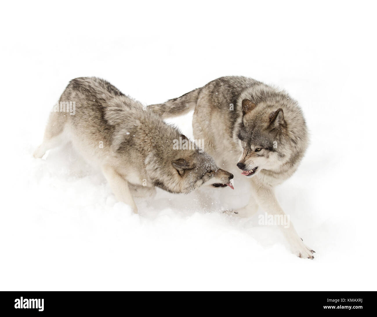 Legname lupi o Lupo (Canis lupus) giocando con ogni altro in inverno in Canada Foto Stock