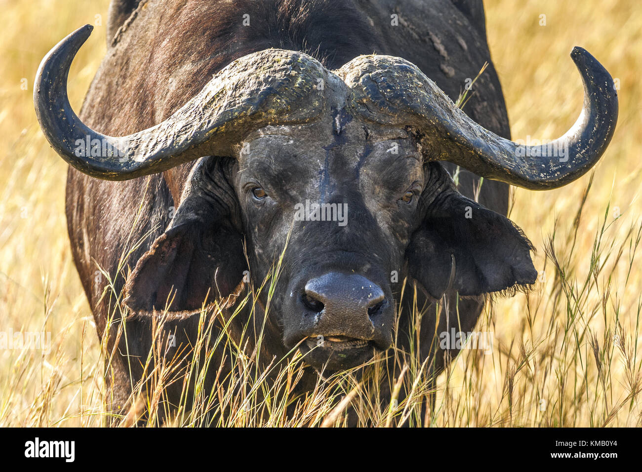 African buffalo ritratto (syncerus caffer) contro un giallo Erba sbiadita. africa Foto Stock
