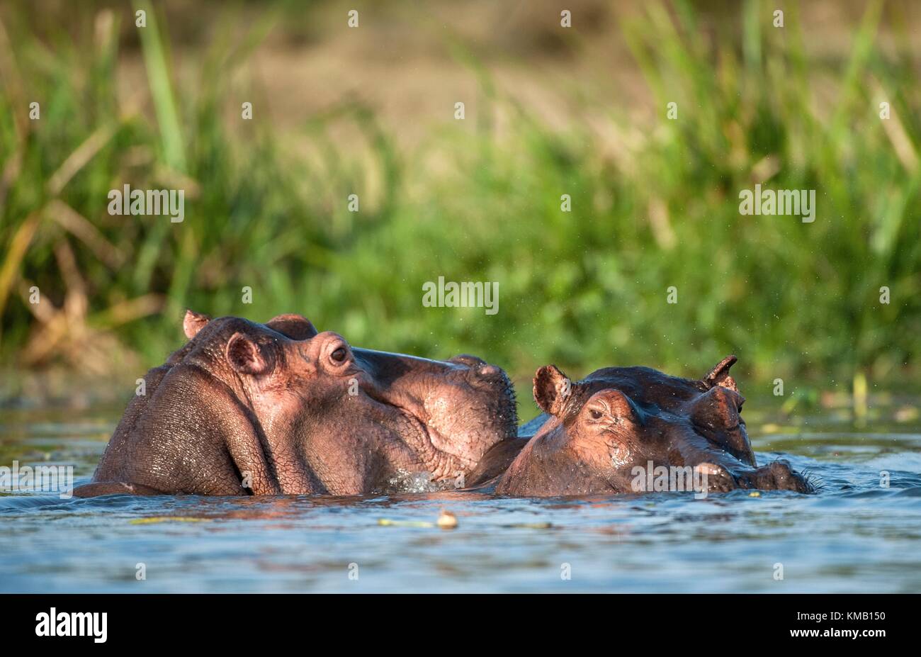 Due comuni ippopotamo nell'acqua. Il comune ippopotamo (Hippopotamus amphibius), o di Ippona. africa Foto Stock