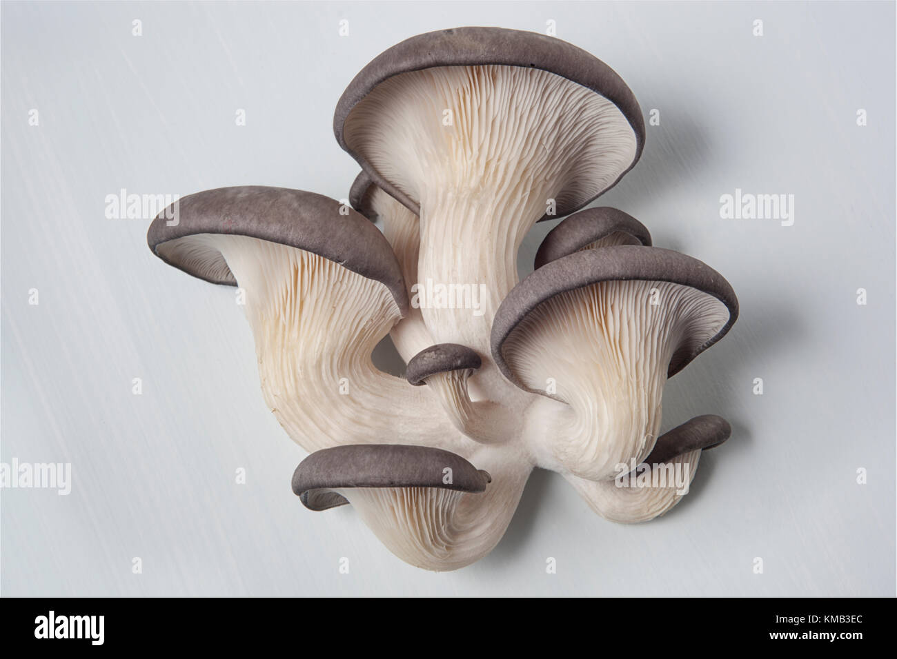 In prossimità di un fungo di ostriche coltivate in ambienti chiusi sui rifiuti di caffè macinato e mostrato su uno sfondo bianco. Foto Stock