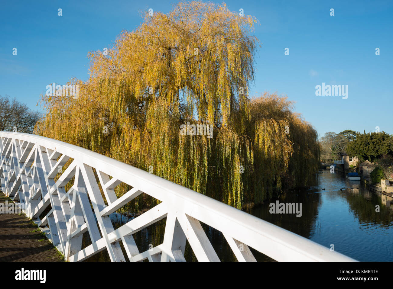 Il ponte cinese con salice piangente lungo le sponde del Fiume Great Ouse a Godmanchester, Cambridgeshire, Inghilterra, Regno Unito. Foto Stock