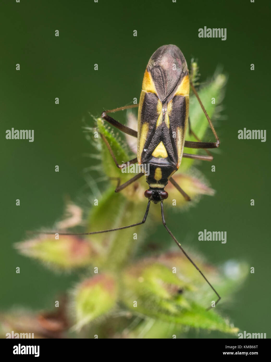 Grypocoris stysi mirid bug guardando verso il basso da un ortica. Cahir, Tipperary, Irlanda. Foto Stock
