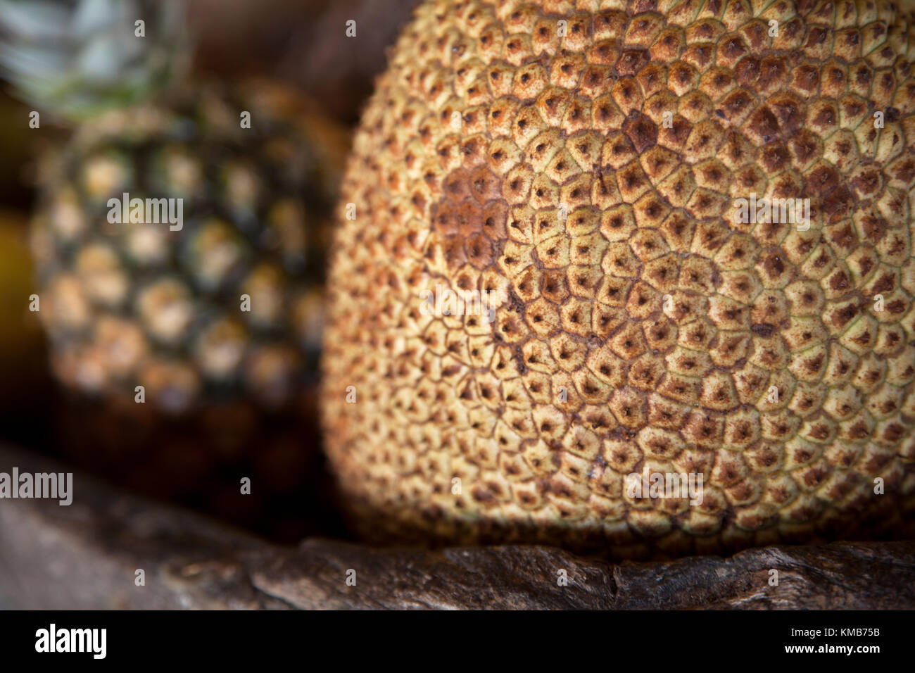 Jaca, o Jackfruit, nativo di India del Sud, è un cibo di graffa nello stato brasiliano di Bahia dove era stato portato dai Portoghesi nel XVII secolo Foto Stock