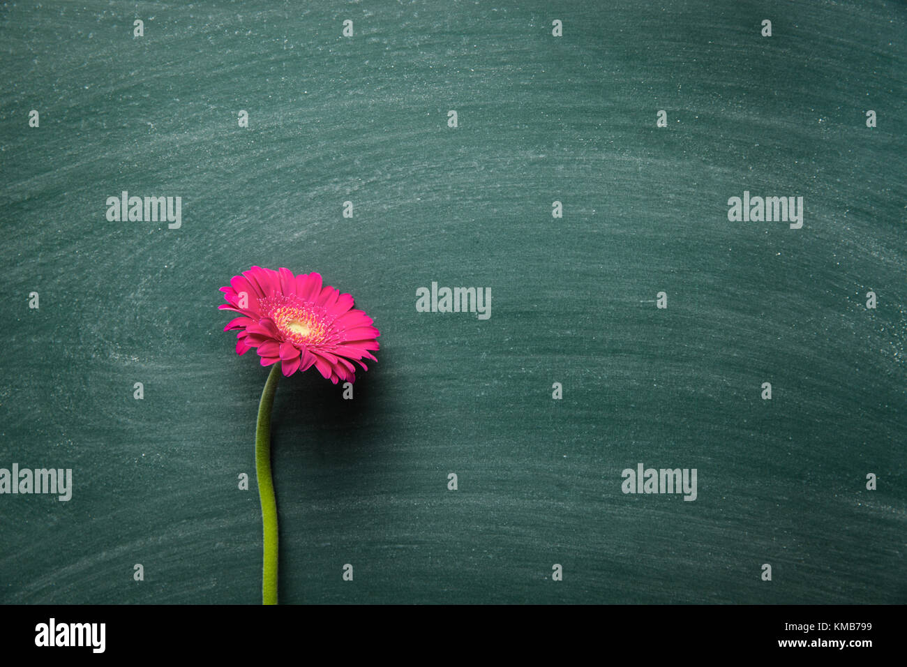 Pink gerbera fiore sulla lavagna verde. Foto Stock