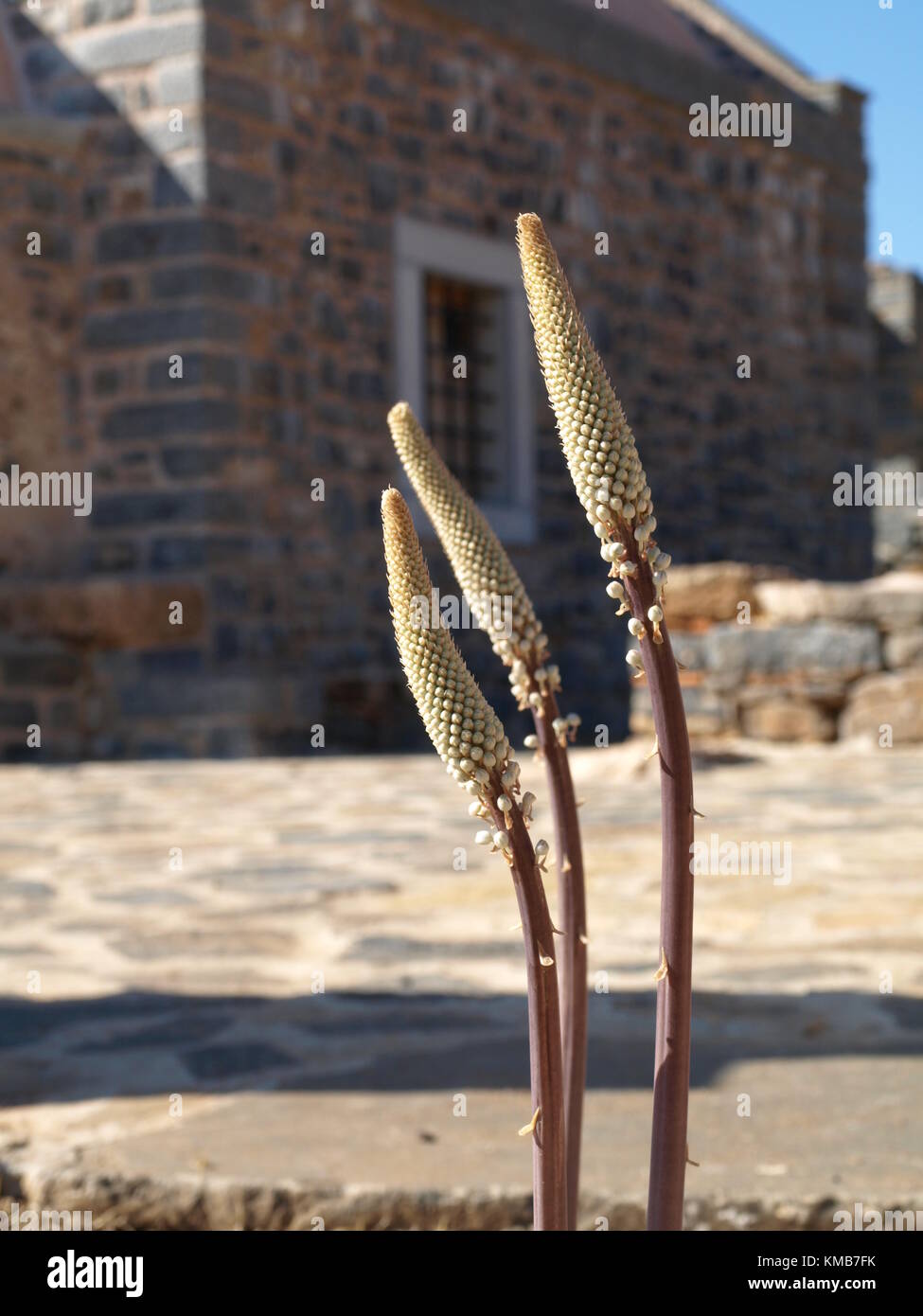 Visita turistica della famiglia durante il viaggio a Creta Grecia Foto Stock