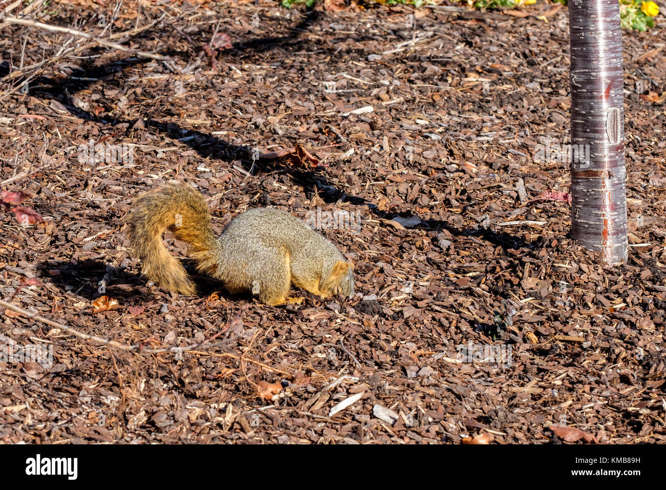 Un Fox Squirrel o est-Fox Squirrel o Bryant's scoiattolo Sciurus niger, scava nel telone in un pubblico parco botanico. Oklahoma City, Oklahoma, Stati Uniti d'America. Foto Stock