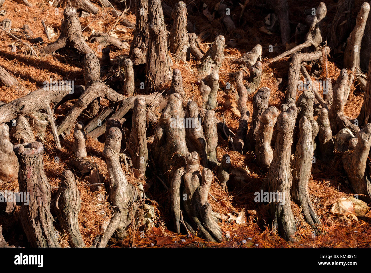 Le ginocchia di un cipresso calvo tree, Taxodium distichum, cresce accanto all'acqua nella città di Oklahoma, Oklahoma, Stati Uniti d'America. Foto Stock