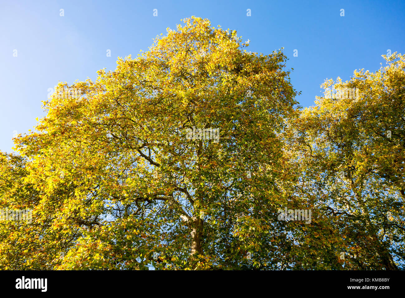 Inizio collezione autunno / autunno / autunnale di scena in Mecklenburgh Square con verdi alberi e foglie cadute. Bloomsbury, London, Regno Unito Foto Stock