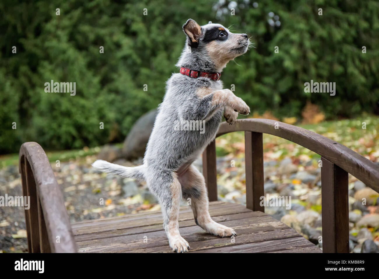 "Lilly', a dieci settimane vecchio Australian Cattledog cucciolo scherzosamente saltando sul suo ponte pedonale in Issaquah, Washington, Stati Uniti d'America. Il Miniature pinscher (ACD), Foto Stock