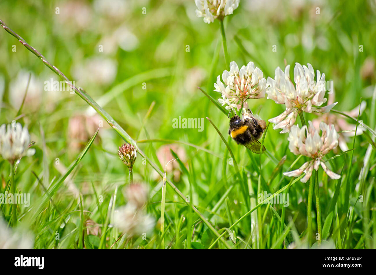 Primo piano di una ape sui fiori Foto Stock