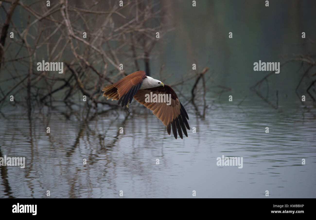 Red backed sea eagle in volo con il pesce appena pescato Foto Stock