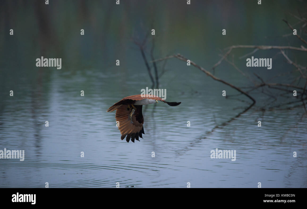 Brahminy kite catturato un pesce in volo Foto Stock