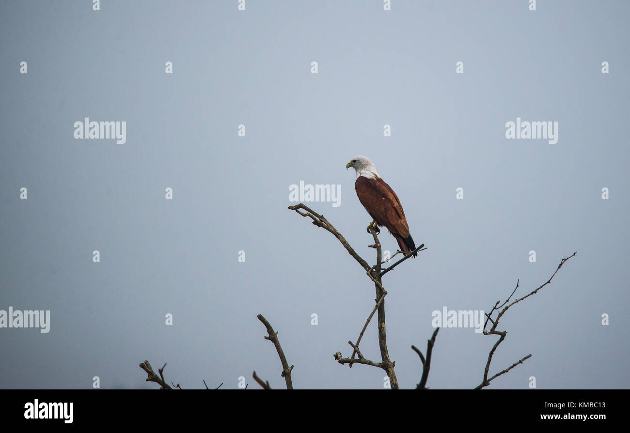 Un brahminy kite appollaiato sulla cima di un albero Foto Stock