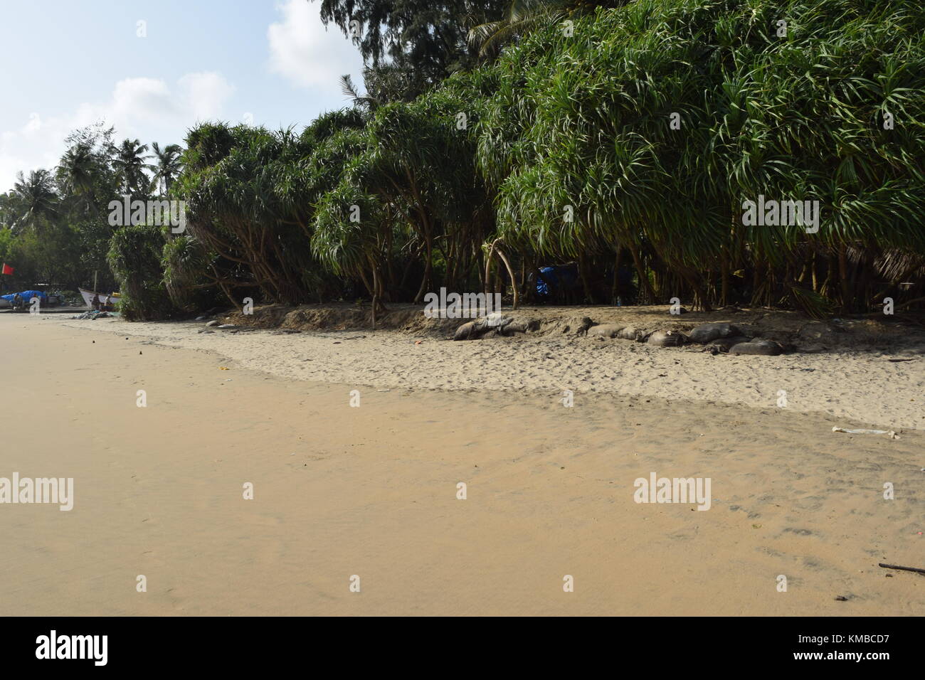 Le spiagge di Goa : fresca e tranquilla spiaggia di sabbia di immagini da India. seashore Lungomare / Spiaggia / foto / silenziosa spiaggia vuota di Goa, India Foto Stock