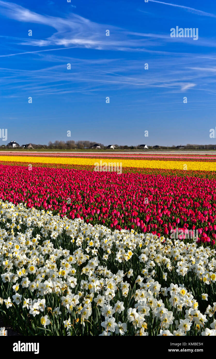 Coltivazione di narcisi e tulipani per la produzione di bulbi da fiore nell'area bollenstreek, noordwijkerhout, Paesi Bassi Foto Stock