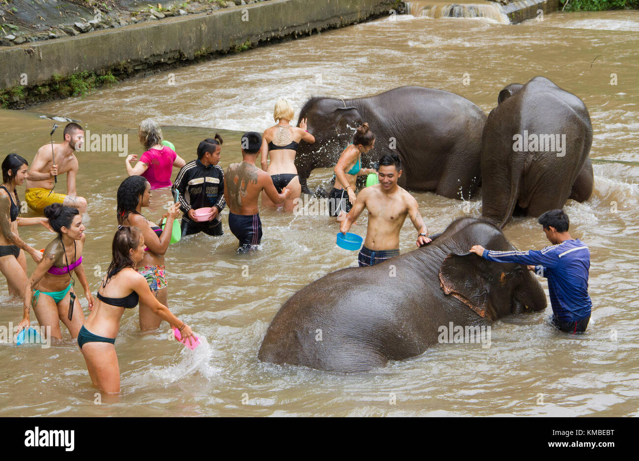 Ai visitatori di interagire con gli elefanti in corrispondenza di un elefante santuario in chiang mai. vi è una tendenza verso un non-equitazione santuari di elefanti in Thailandia dove vi Foto Stock