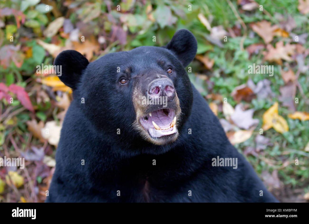 Orso nero con bocca aperta ritratto nel prato in autunno in Canada Foto Stock