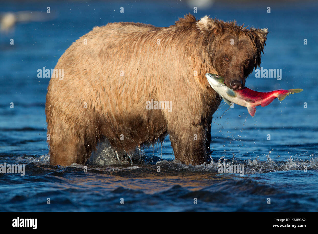 Orso bruno (Ursus arctos) che cattura un salmone di calice in un fiume selvaggio, mostrando la potenza grezza e la bellezza della natura nel suo habitat naturale. Foto Stock