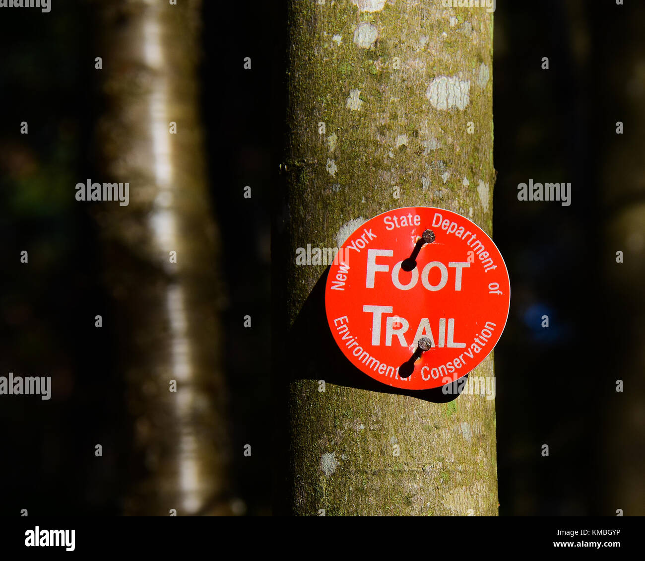 Rosso brillante piedi segnavia inchiodati ad un albero da New York State Department di Conservazione Ambientale nel Parco Adirondack. Foto Stock
