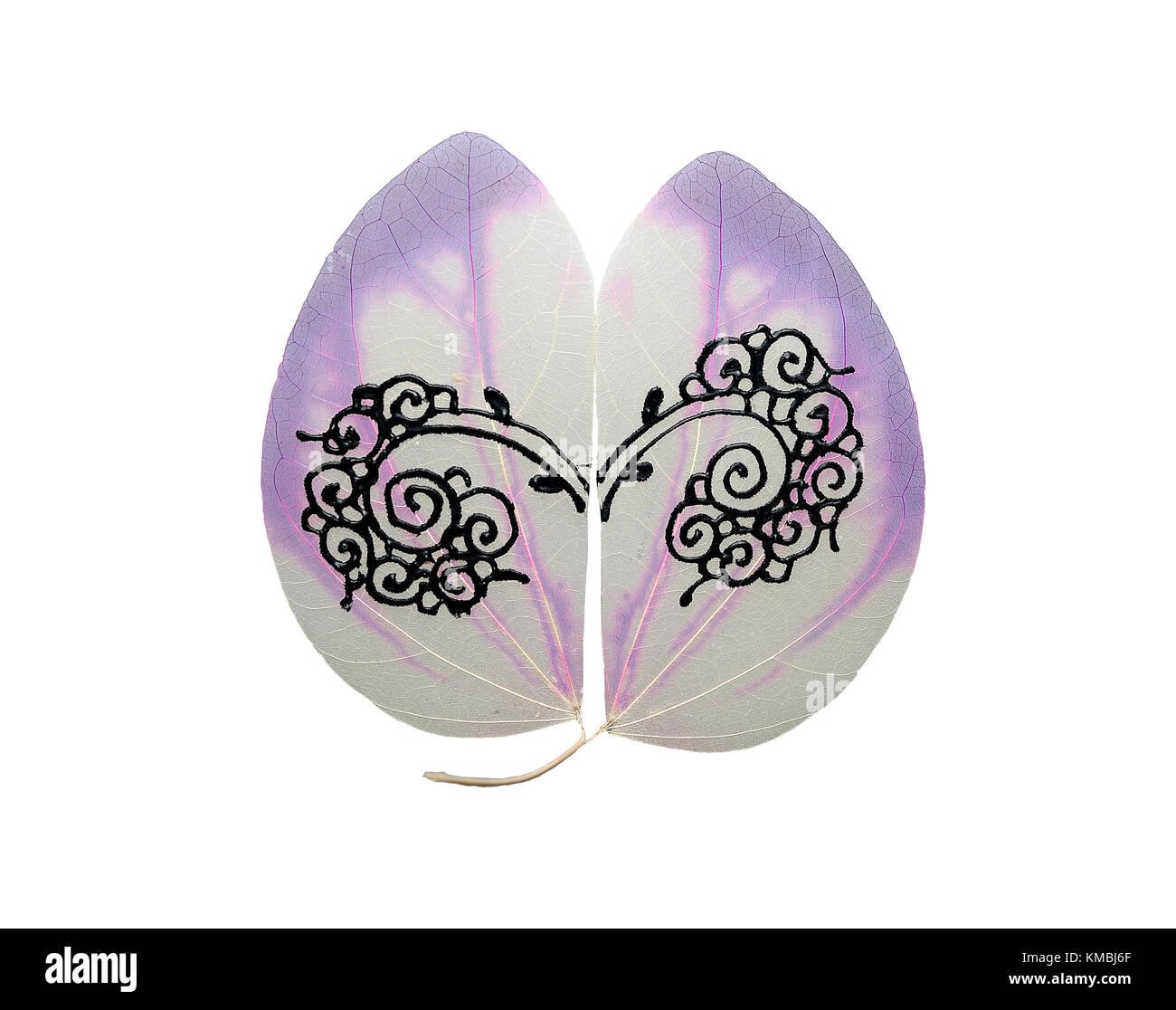 Bianco scheletro viola farfalla foglia d'albero isolato nero con strisce artistica Foto Stock