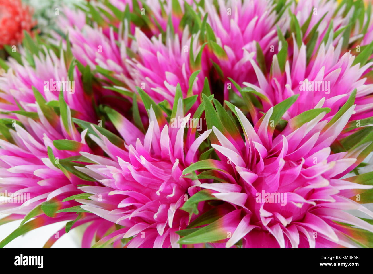 Rosa artificiale di piante fiorite sul display fresca e reale, catturato da vicino Foto Stock