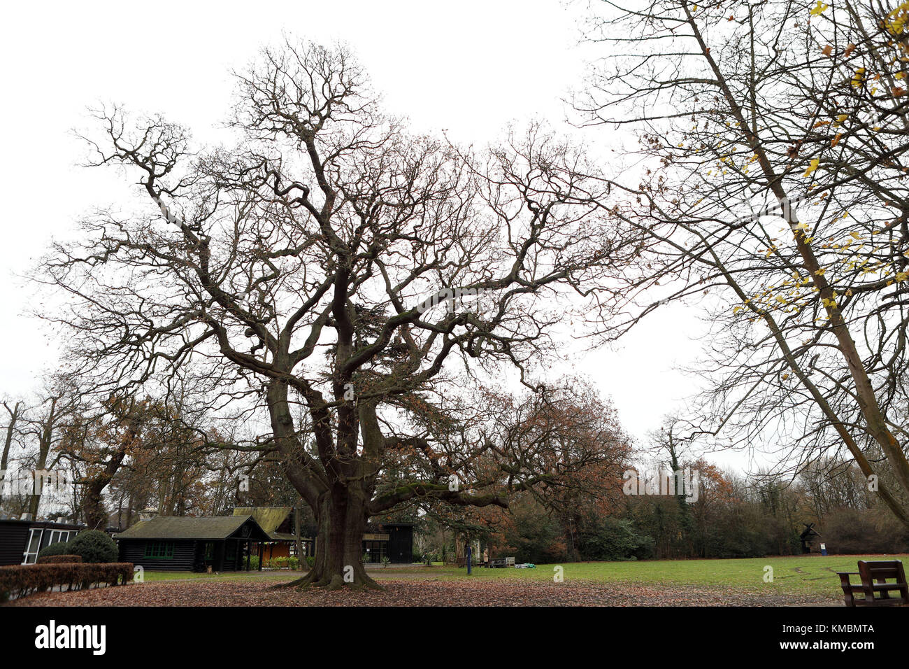 È sotto embargo fino al 0001 Giovedì 7 dicembre una vista generale di una quercia (centro) all'Associazione Scout di Gilwell Park a Chingford, Essex, che è stata denominata la Woodland Trust britannico di albero dell'anno. Foto Stock