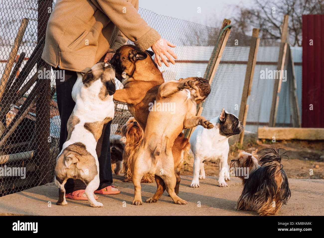 Molti cani differenti per divertirsi con la donna padrona. bulldog francese cani e Yorkshire terrier giocare insieme in cantiere. Foto Stock