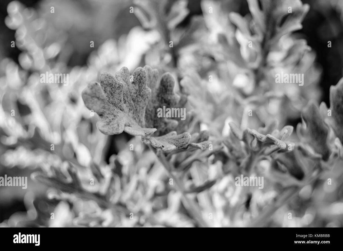 Nero e polveroso whire miller impianto (Senecio bicolor) Foto Stock