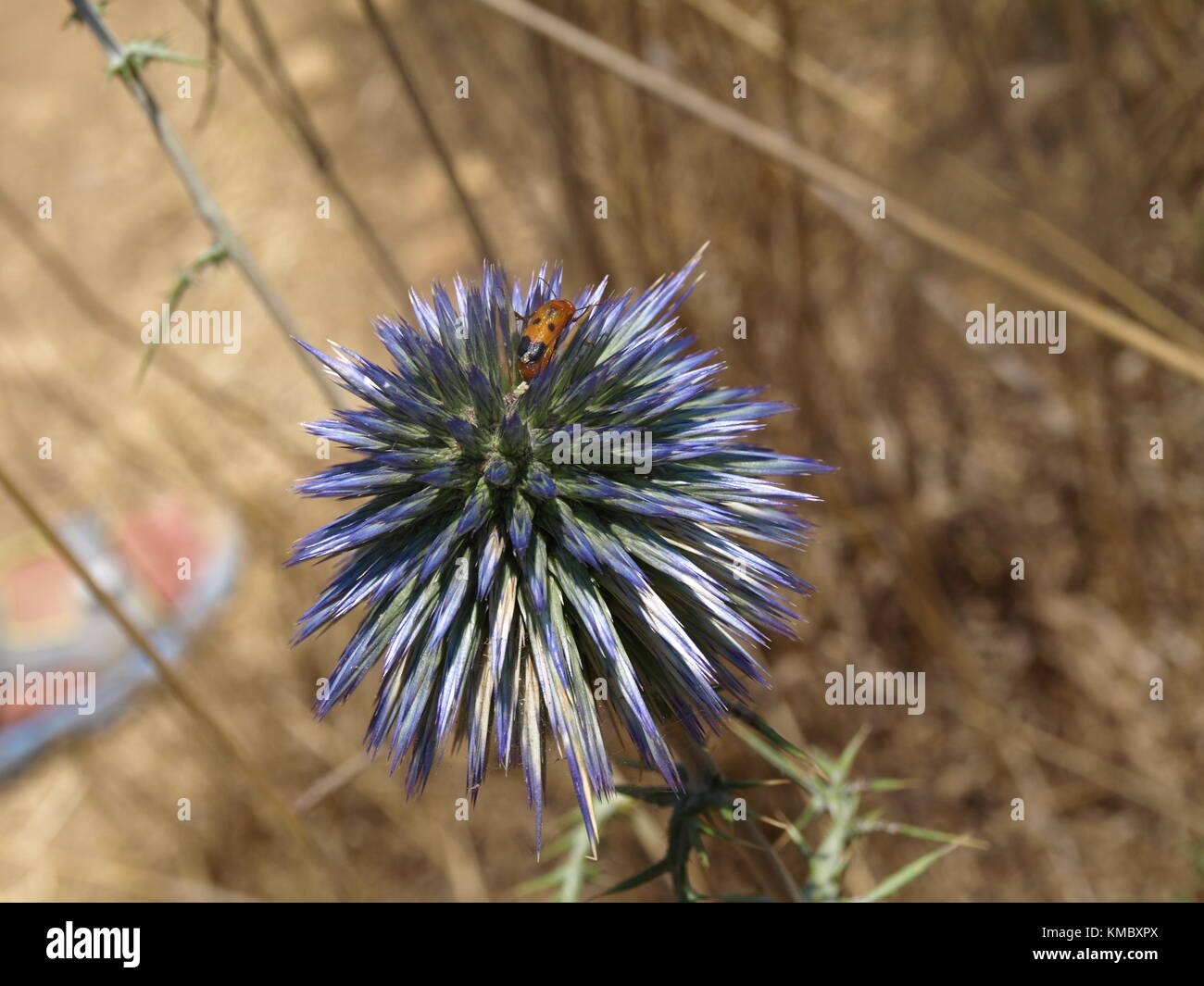 Unico rosso e nero coleottero colorati in piedi su un viola thistle con sfondo sfocato secca di weeds. è un'immagine nitida contro uno sfondo sfocato. Foto Stock