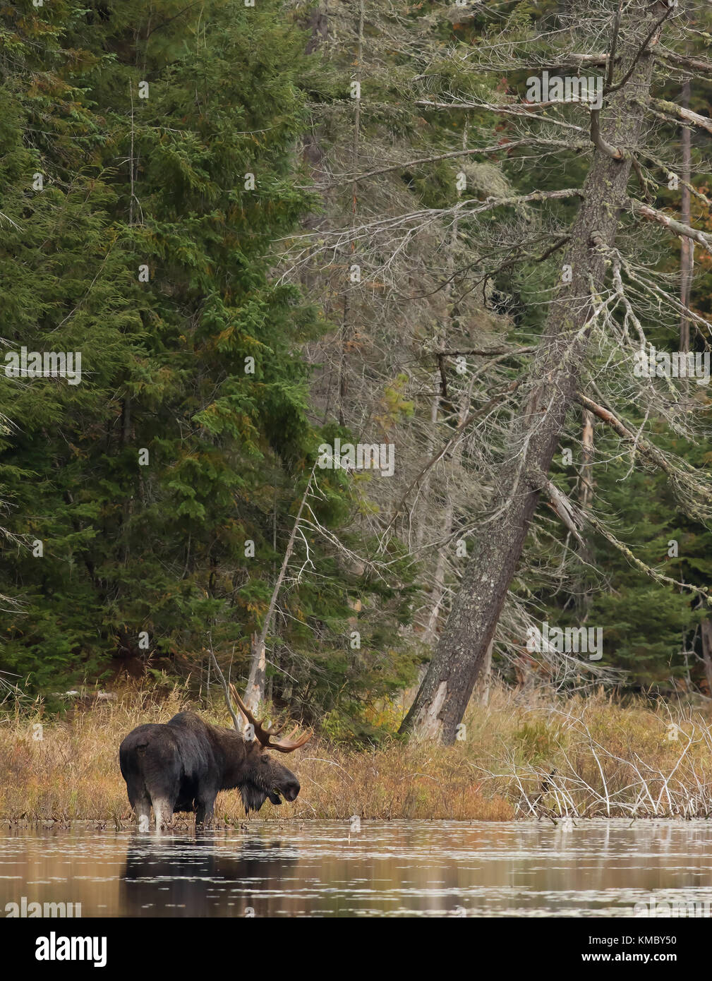 Bull Moose (Alces alces) sul bordo di un laghetto in autunno in Algonquin Park Foto Stock