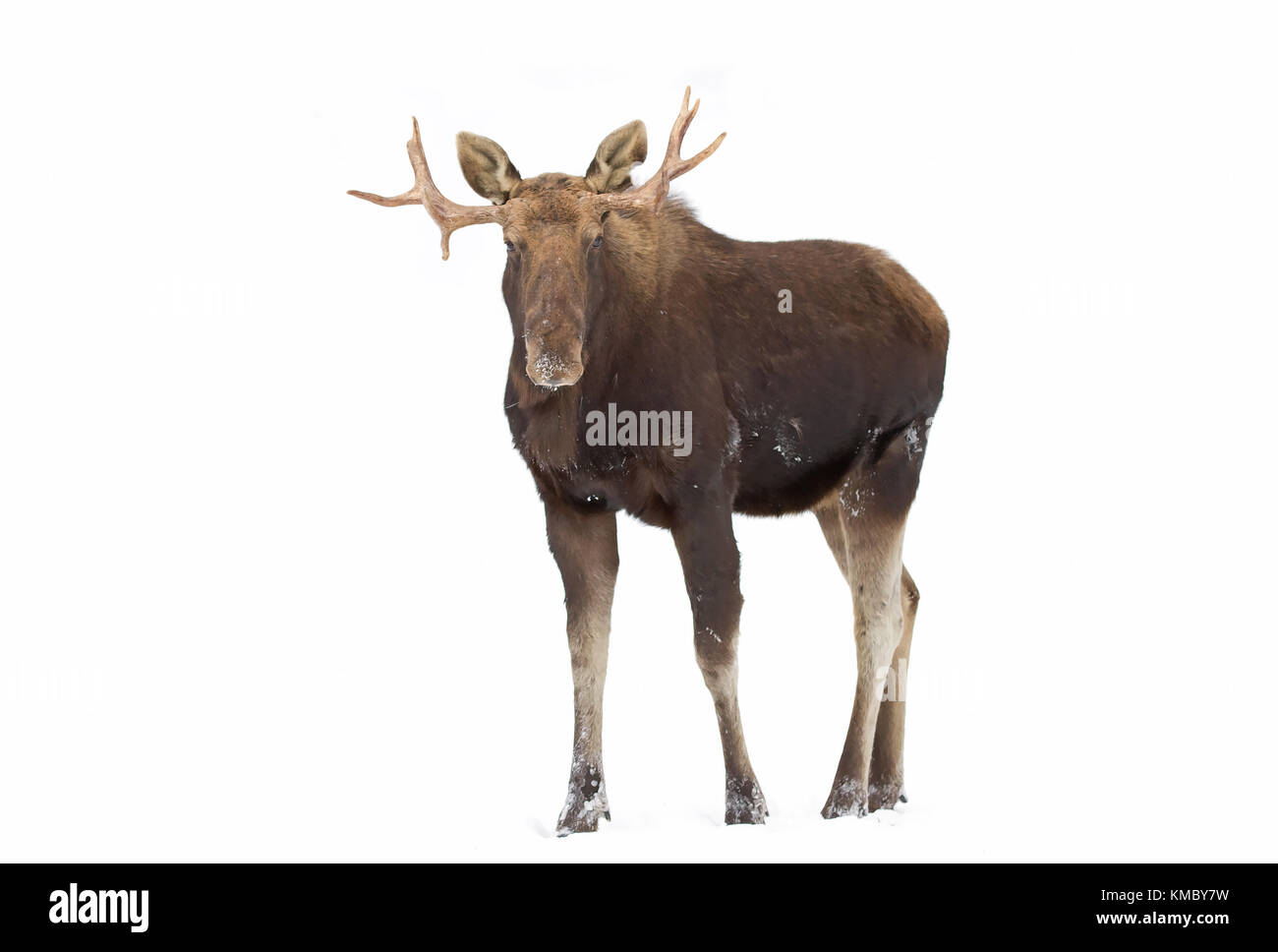 Bull moose (Alces alces) pone nella foresta Foto Stock