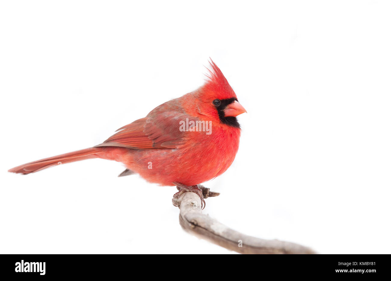 Il cardinale nord - cardinalis cardinalis appollaiato su un ramo in inverno nevicata Foto Stock