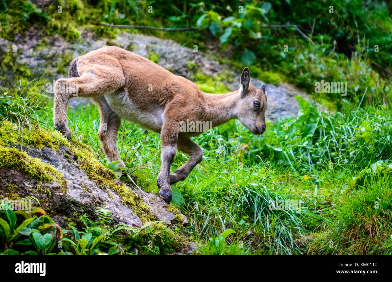 Giovani Himalayan pecora blu (Pseudo è nayaur) la vita selvatica animale Foto Stock
