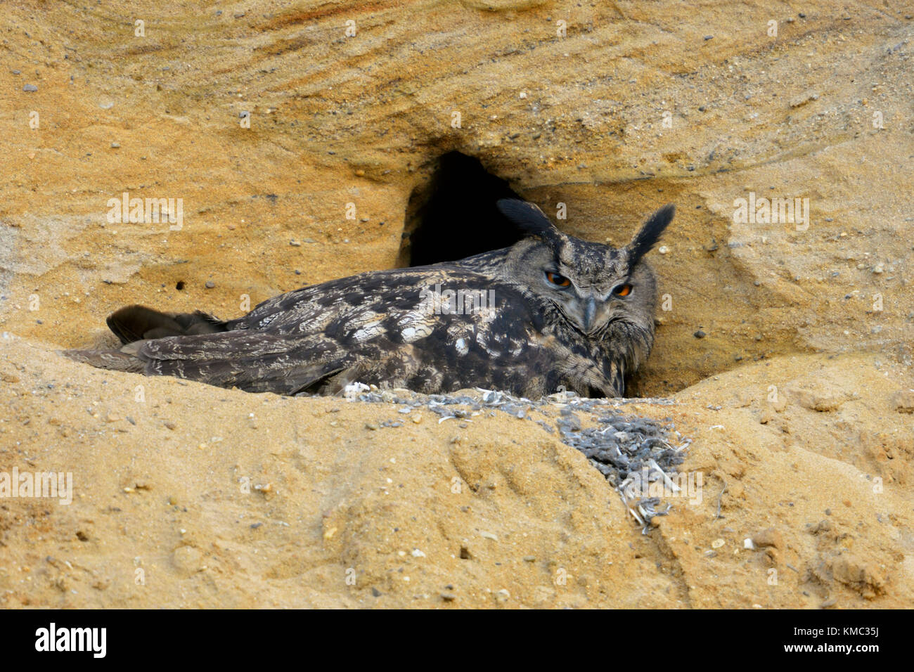 Gufo reale / Europaeischer Uhu ( Bubo bubo ), sito di riproduzione, adulto raccogliendo i suoi pulcini, in una buca di sabbia, la fauna selvatica, l'Europa. Foto Stock