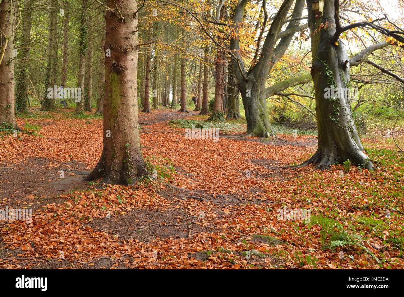 Bella foresta nel cuore della Valle di Lagan. Foto Stock