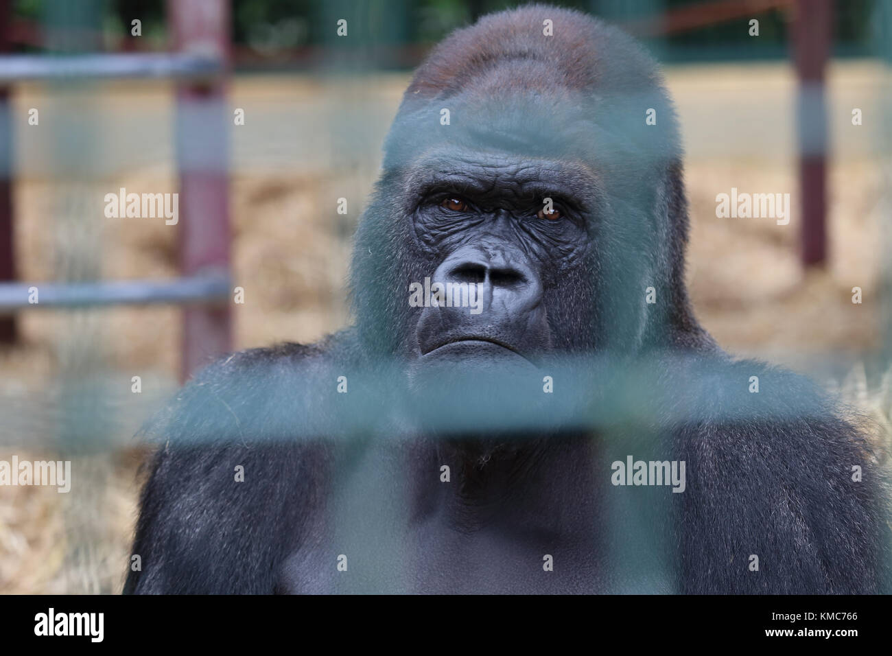 Pianura occidentale (Gorilla Gorilla gorilla gorilla). Maschio in cattività a Howletts Wild Animal Park Foto Stock