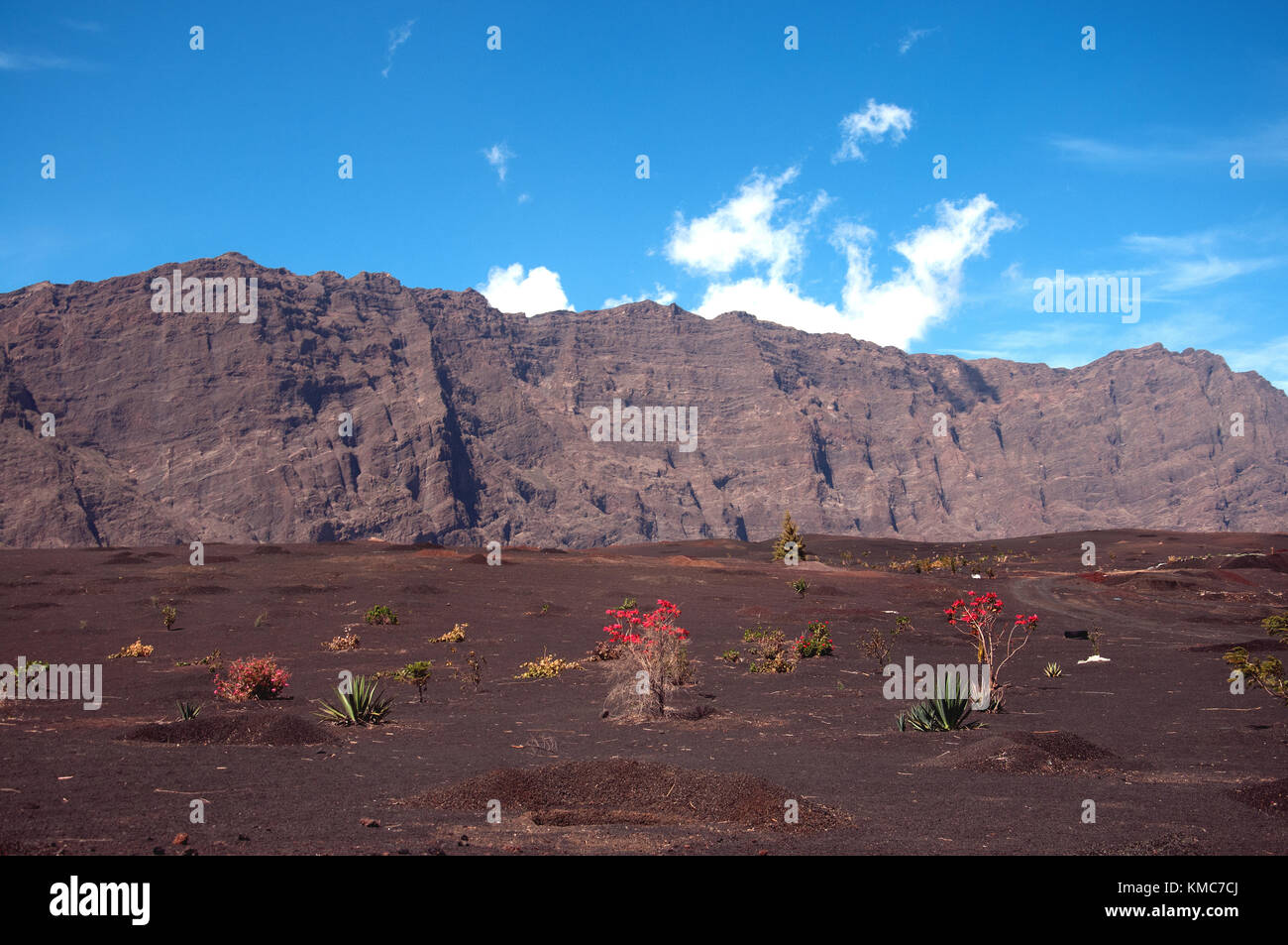 Il potere della natura: Le punte rosse brillanti crescono nella lava annerita e nella cenere del cratere del vulcano Fogo, eruttato per l'ultima volta nel 2014 Foto Stock