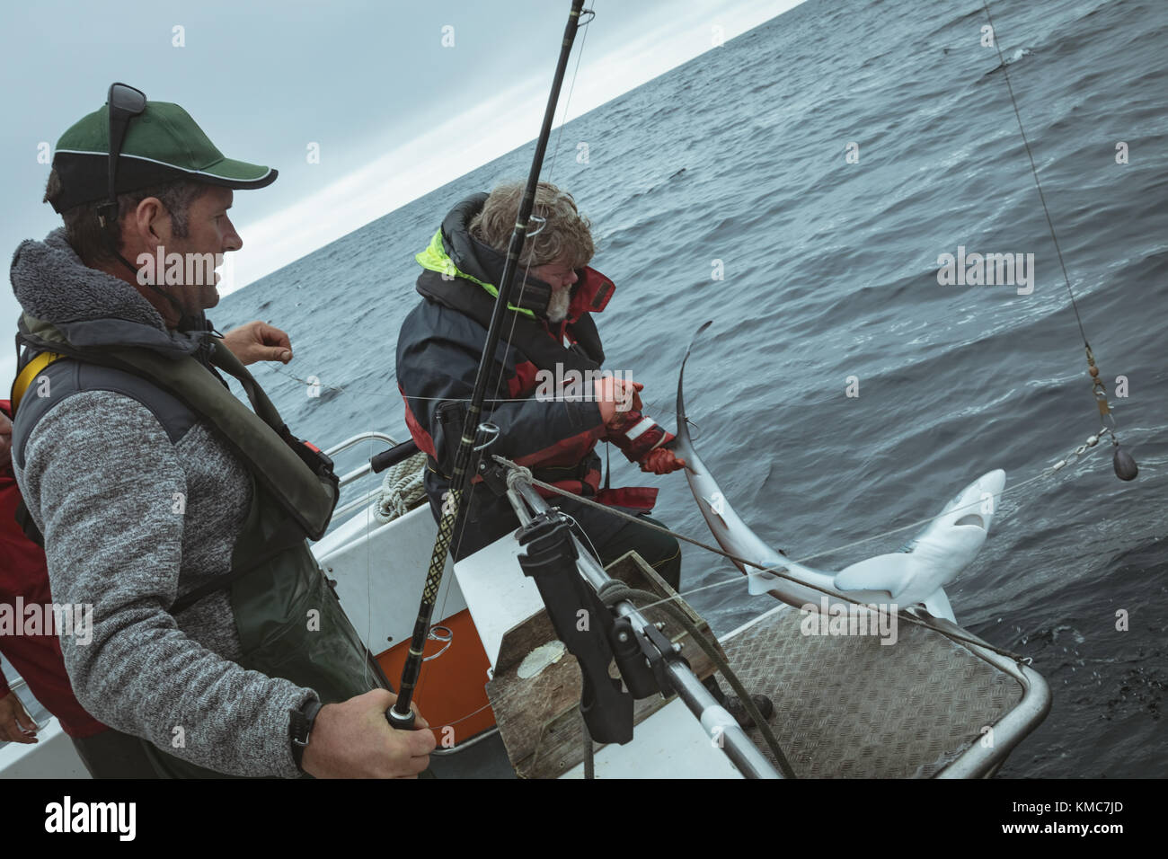 Pesce di squalo catturato nella canna da pesca Foto Stock