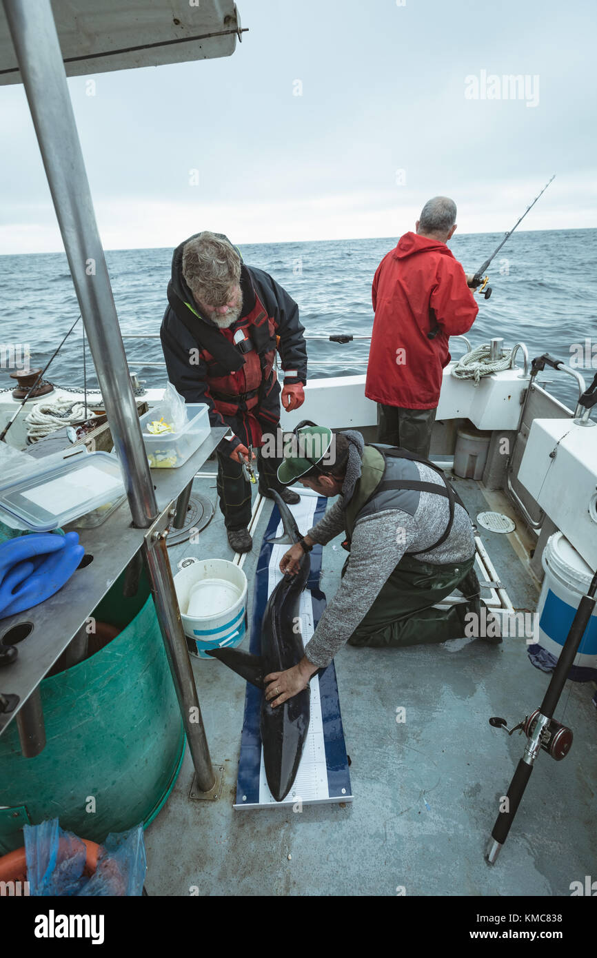 I pescatori per misurare la lunghezza di squalo di pesce sul tappetino di misurazione Foto Stock