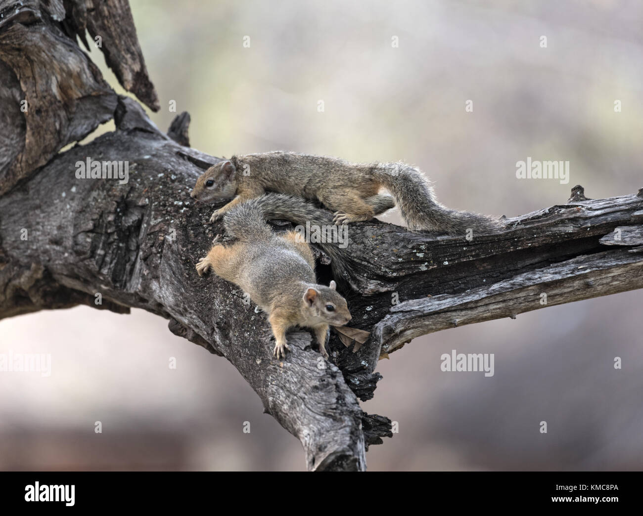 Due tree scoiattolo (paraxrus cepapi) in una struttura ad albero, Namibia Foto Stock