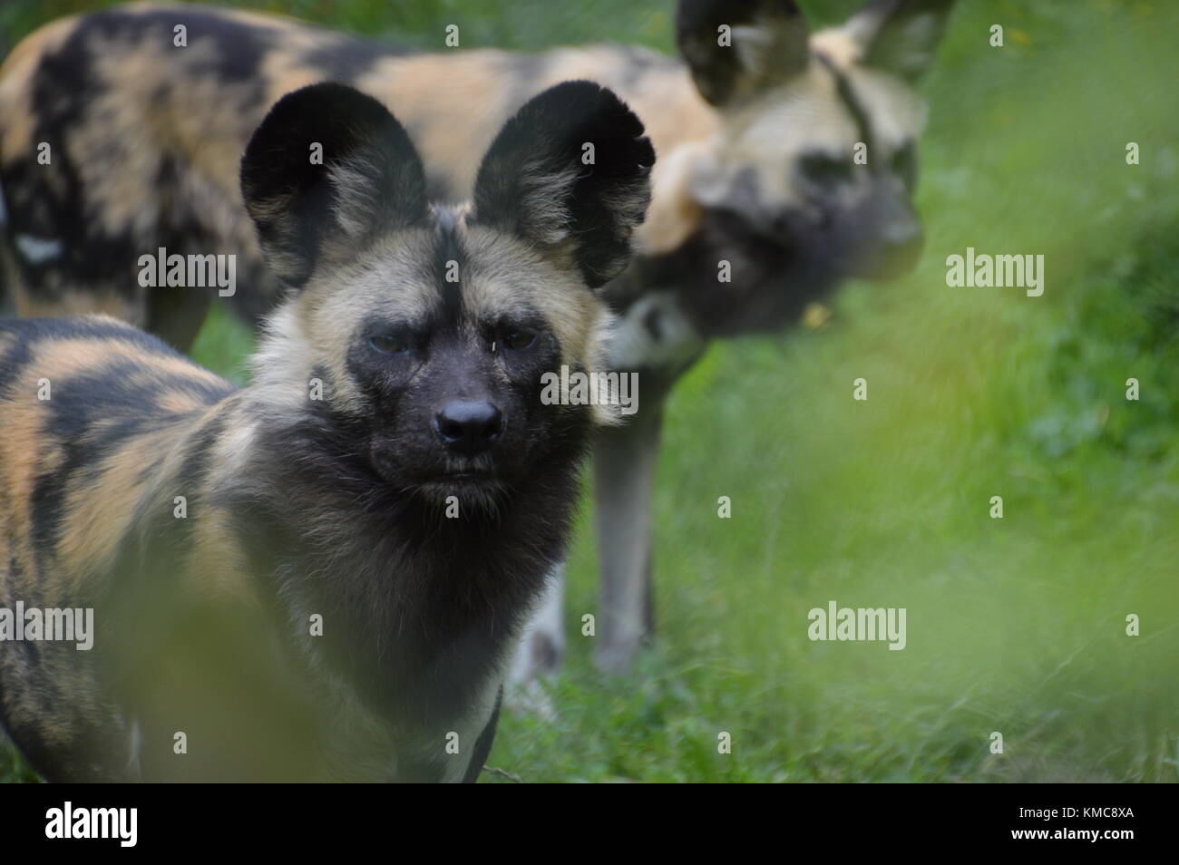African cani selvatici Foto Stock