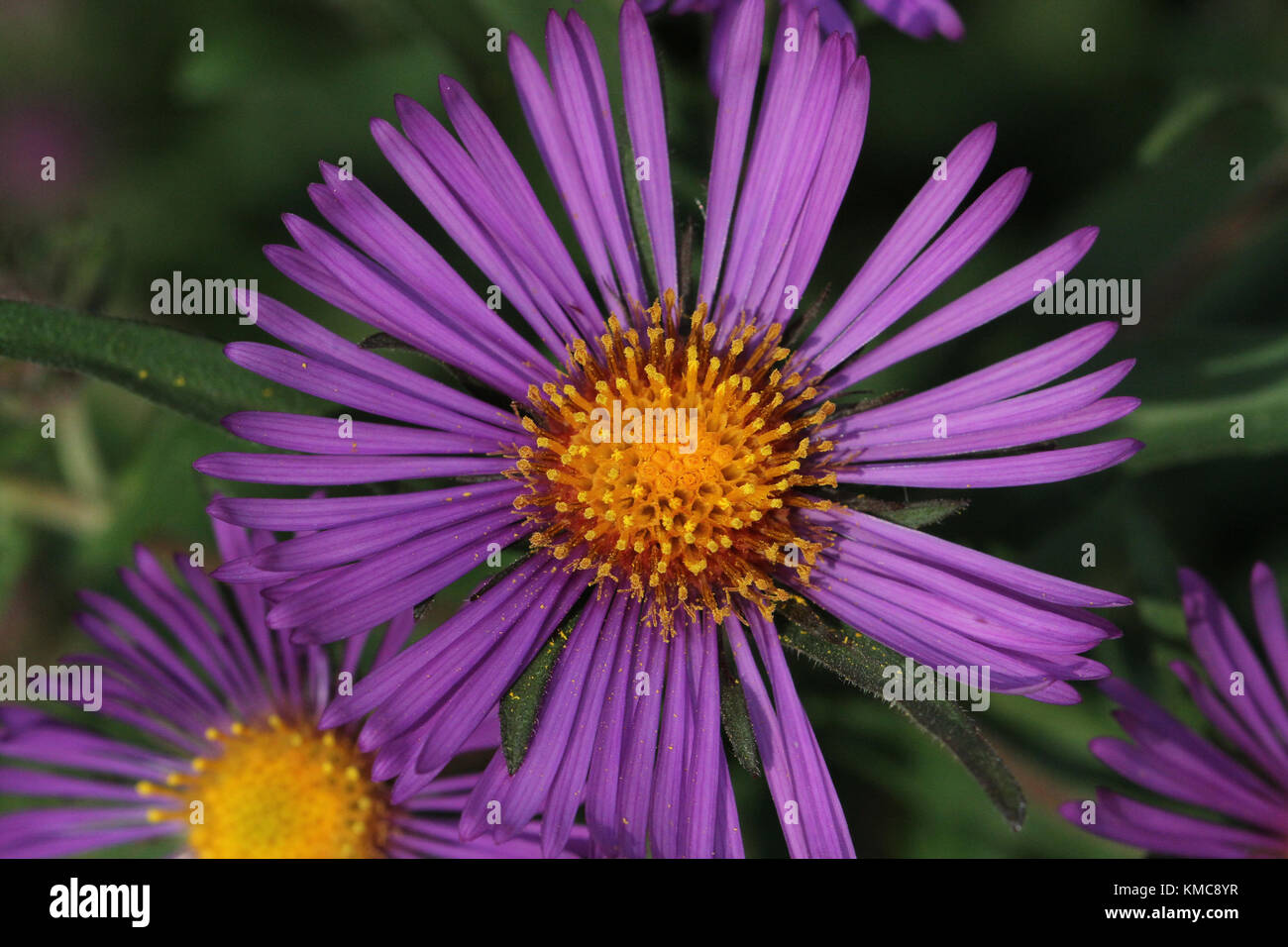 La Nuova Inghilterra aster nella zona suburbana di cantiere Foto Stock