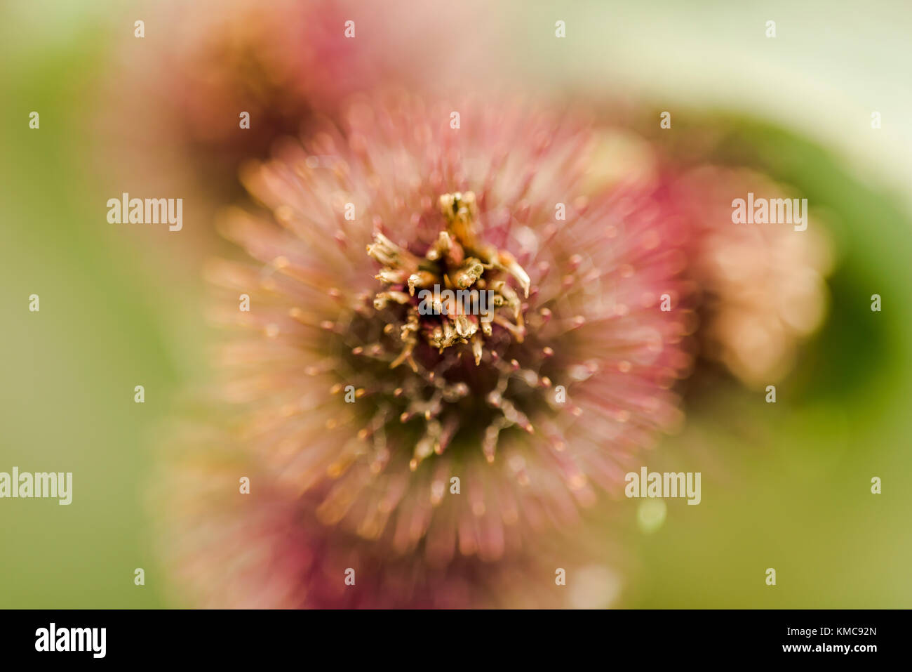 Bardana maggiore da vicino con profondità di campo Foto Stock
